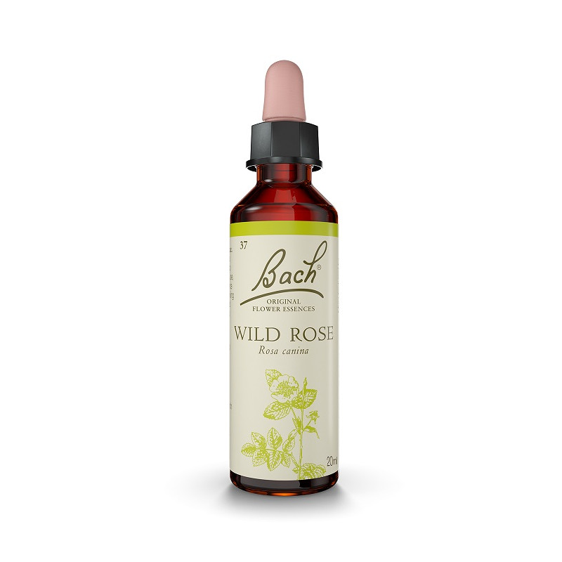 Bach 37 Pink - Wildrose 20 ml